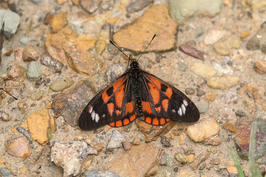 Image of Acraea amicitiae Heron 1909