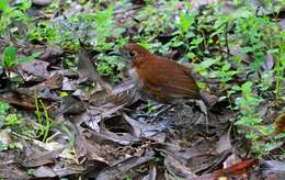 Image of White-bellied Antpitta