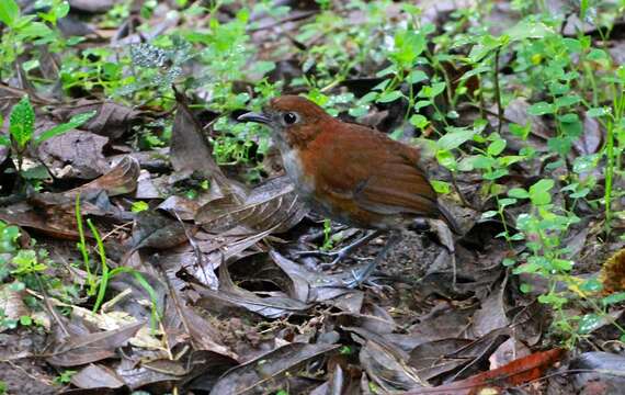 Image of White-bellied Antpitta