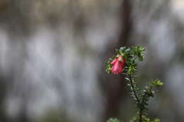 Image de Darwinia squarrosa (Turcz.) Domin