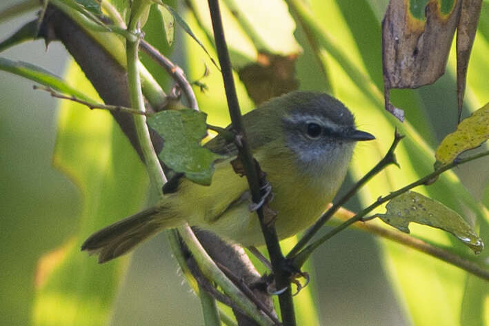 Image of Yellow-bellied Warbler