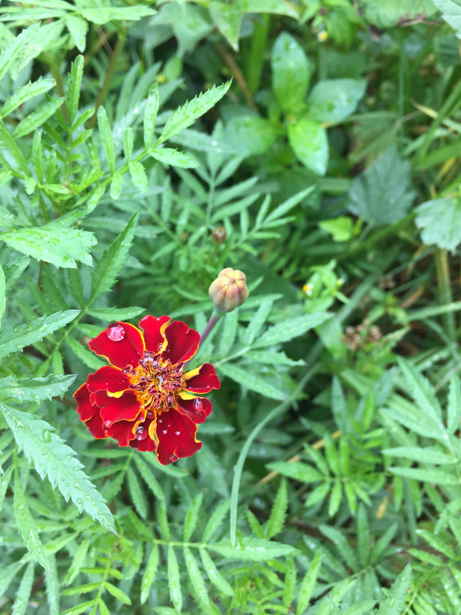 Imagem de Tagetes erecta L.