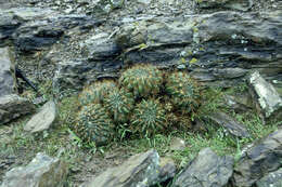 Imagem de Echinopsis chrysochete Werderm.