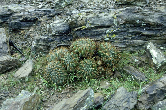 Echinopsis chrysochete Werderm. resmi