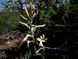 Image of Haworthia herbacea (Mill.) Stearn