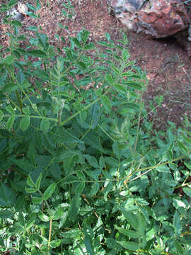 Image of White Seringa