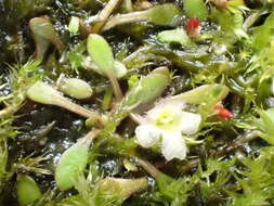 Imagem de Glossostigma elatinoides (Benth.) Benth. ex Hook. fil.