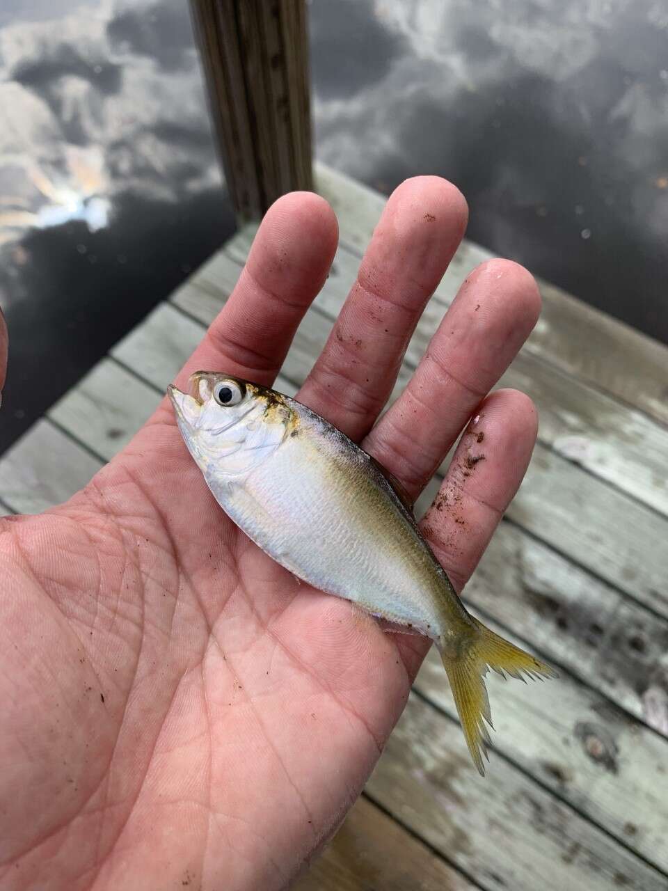 Image of Yellowfin menhaden