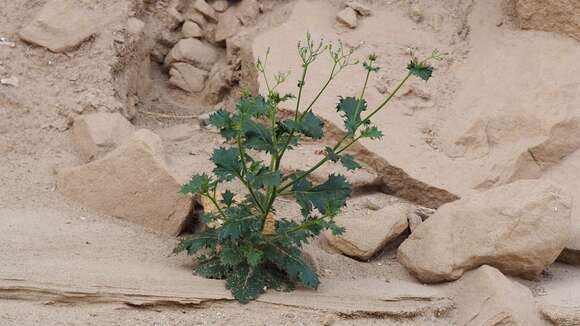 Image of broadleaf gilia