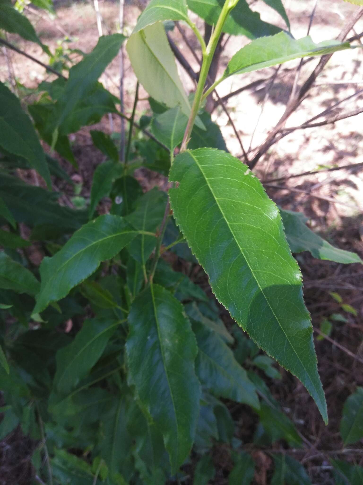 Image of black cherry