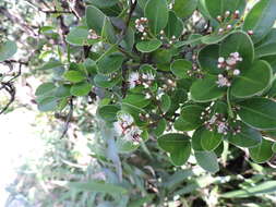 Image of Syzygium buxifolium Hook. & Arn.