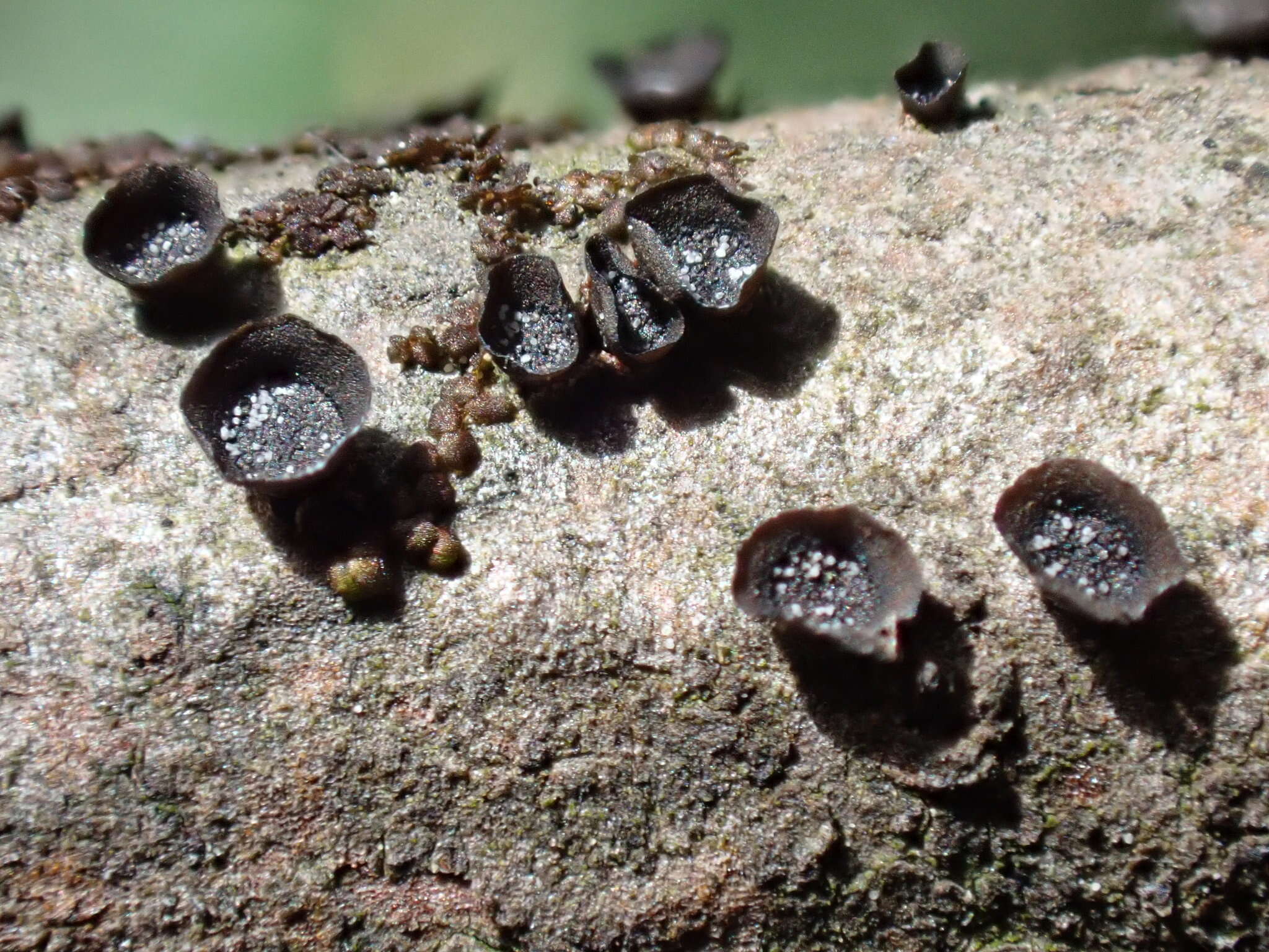 Image of Ascocalyx berenice (Berk. & M. A. Curtis) Baschien 2014