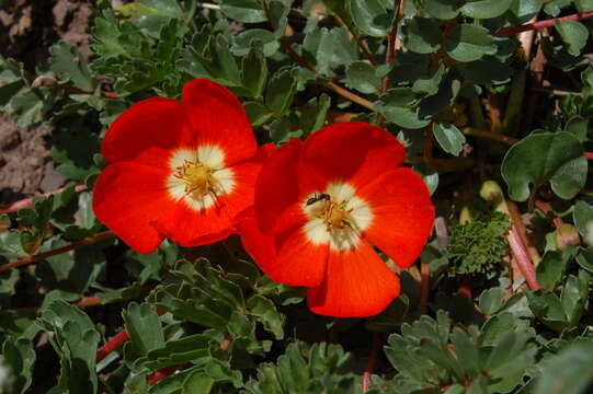 Imagem de Hypseocharis pimpinellifolia Remy