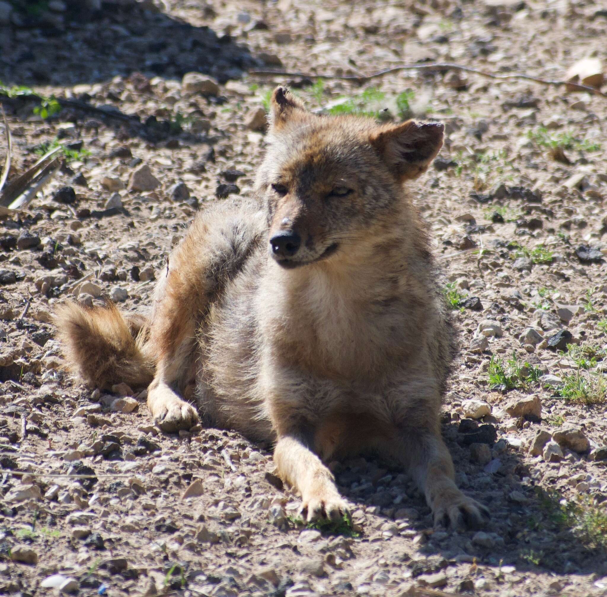 Image of Syrian jackal