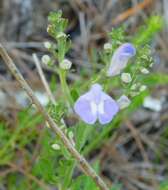 Image of Scutellaria L.