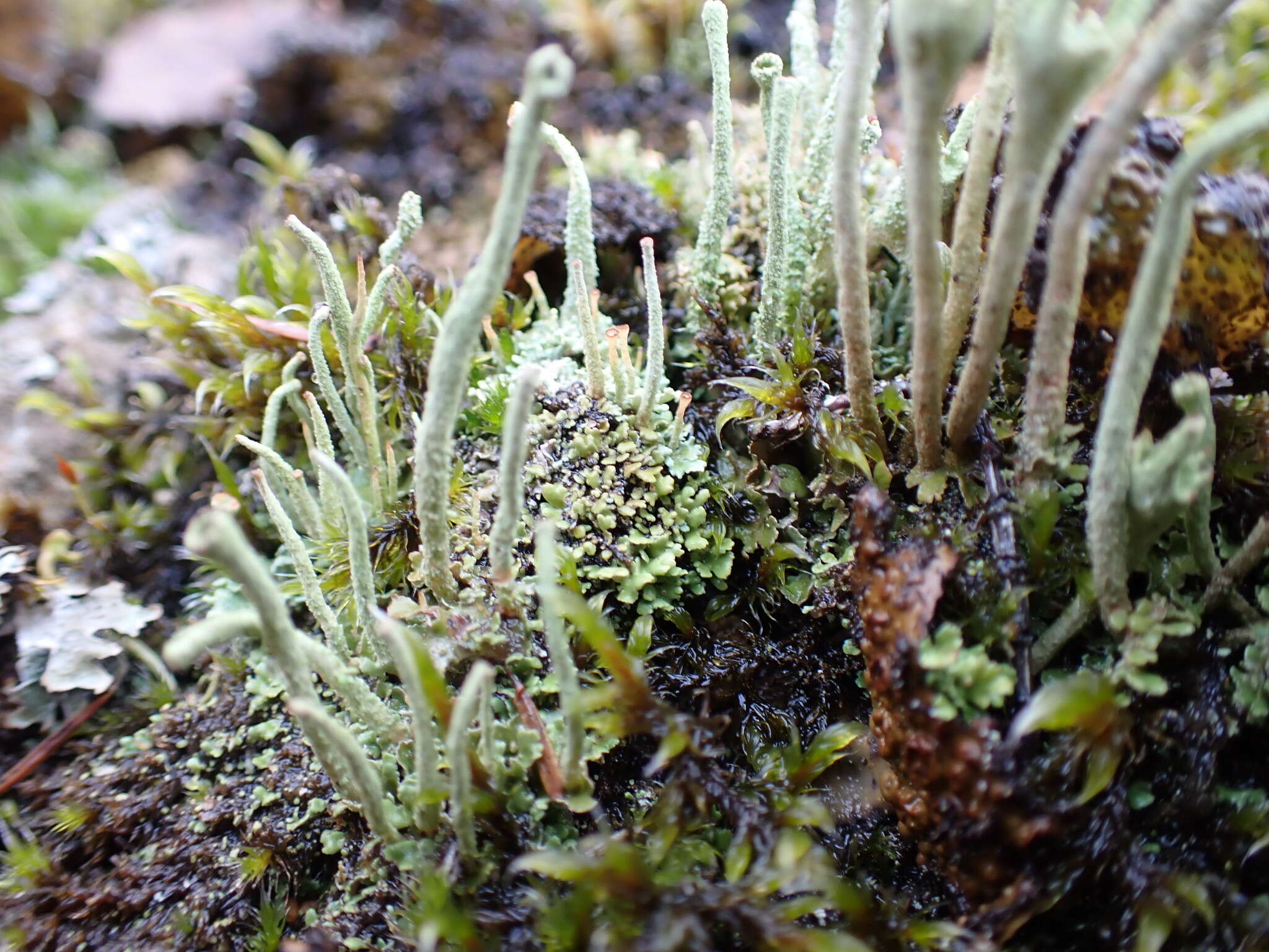 Image of cup lichen