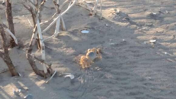 Image of Atlantic Ghost Crab