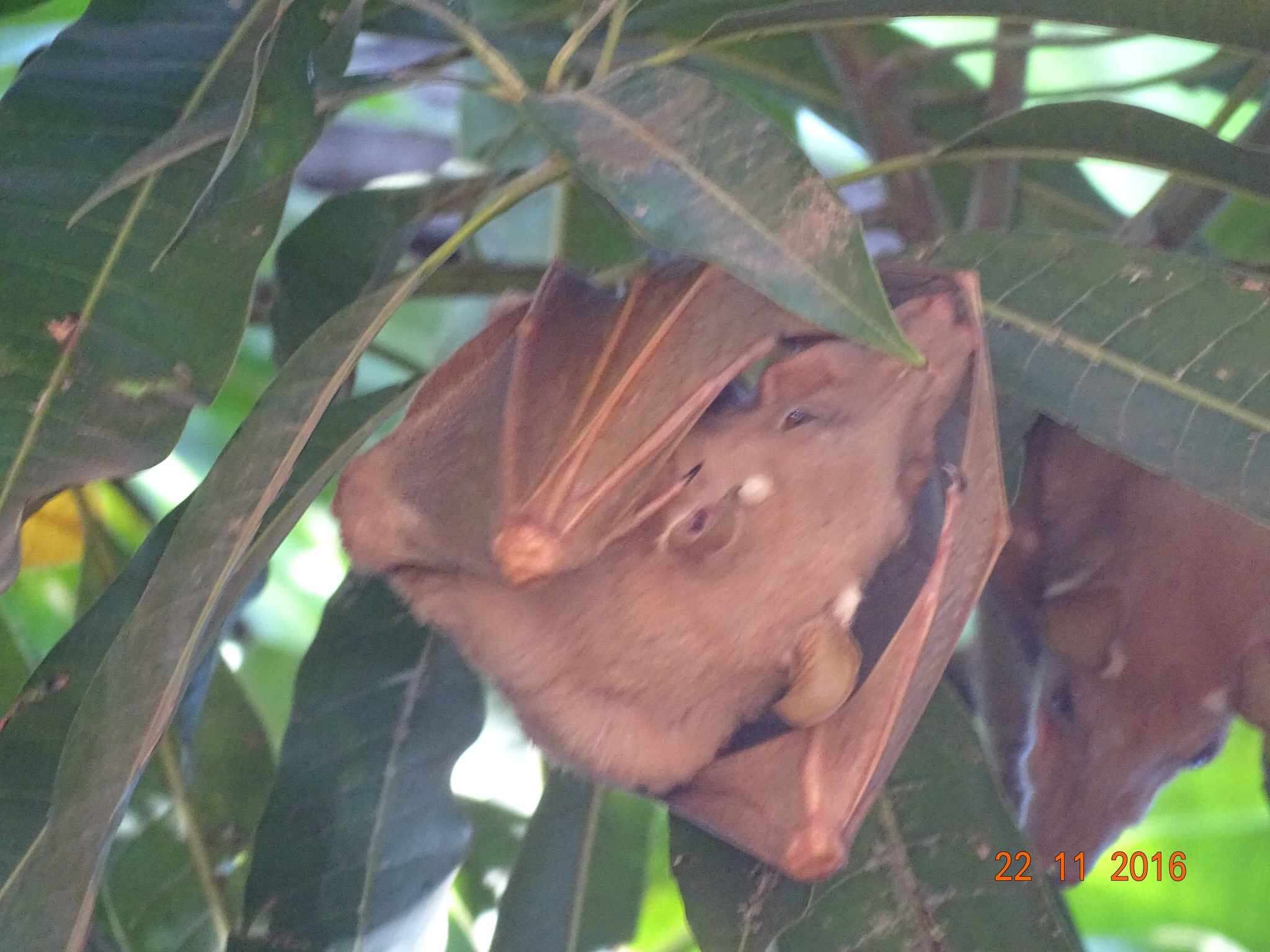 Image of Gambian Epauletted Fruit Bat