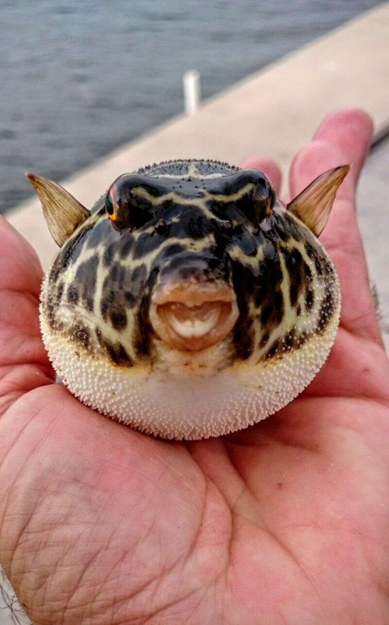 Image of Checkered Puffer