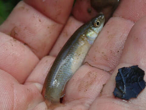 Image of Plains Topminnow