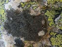 Image of sporastatia lichen