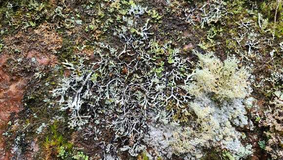 Image of Brownish monk's-hood lichen