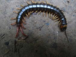 Image of Scolopendra hermosa Chamberlin 1941