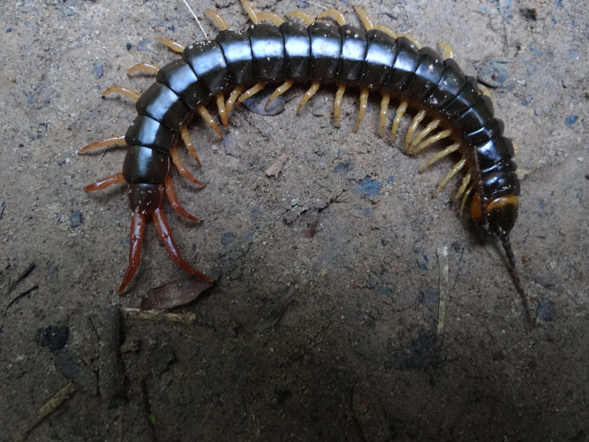 Imagem de Scolopendra hermosa Chamberlin 1941