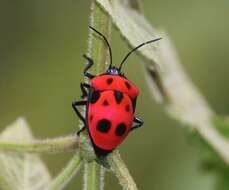 Image of <i>Poecilocoris nepalensis</i>