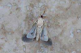 Image of Piletocera macroperalis Hampson 1897