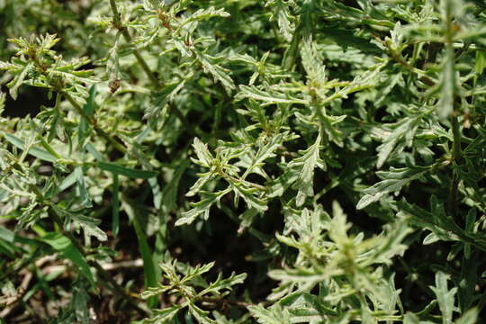 Scrophularia variegata M. Bieb. resmi