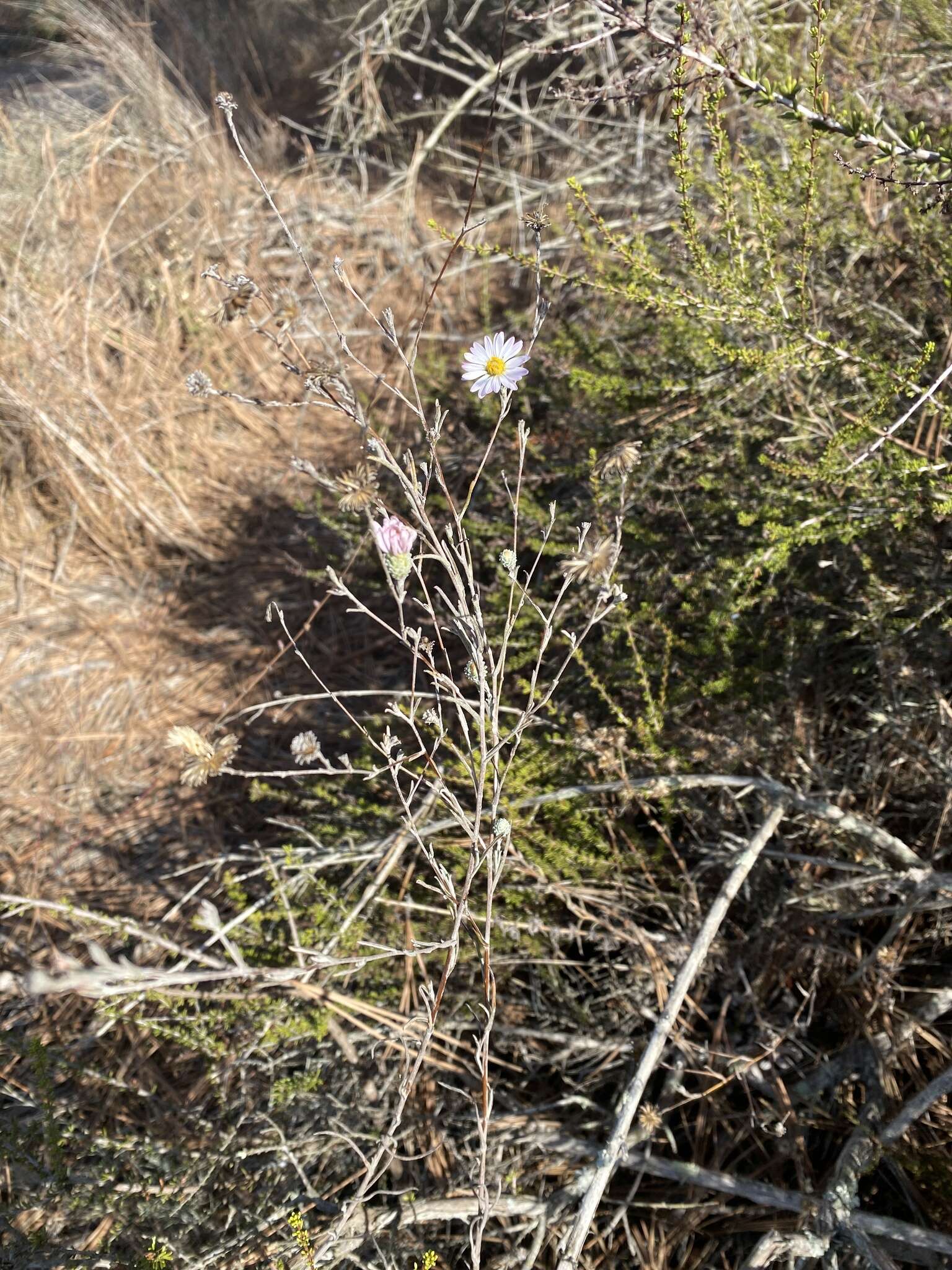 Image of Corethrogyne filaginifolia var. linifolia H. M. Hall