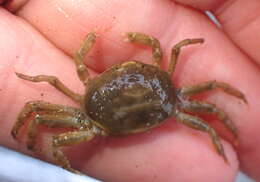 Image of burrow pea crab