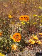 Image of Double Namaqua marigold