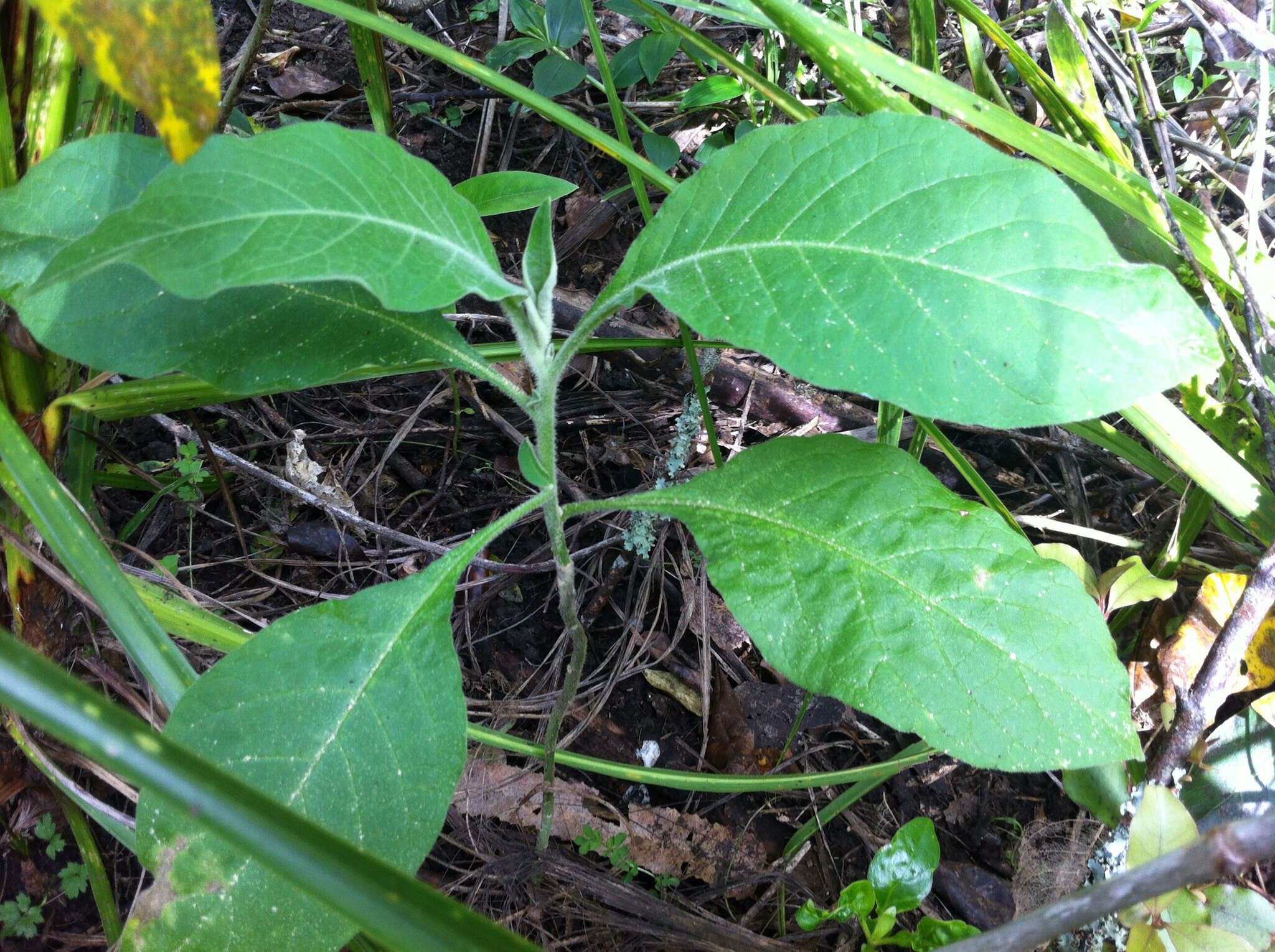 Image of earleaf nightshade