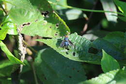 Sivun Silbomyia cyanea (Matsumura 1916) kuva