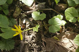 Image of Lesser celandine