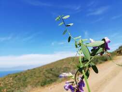 Lathyrus vestitus subsp. vestitus的圖片