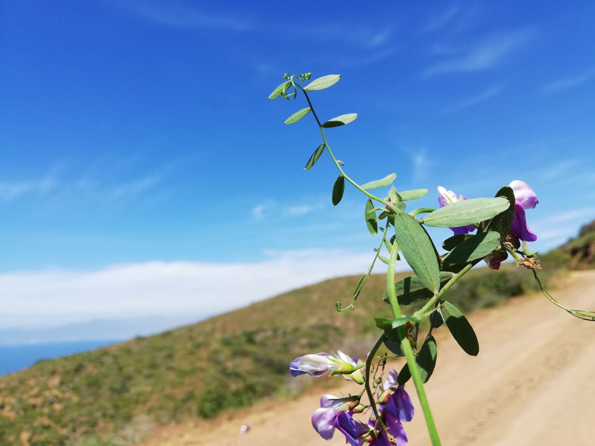 Image of Pacific pea