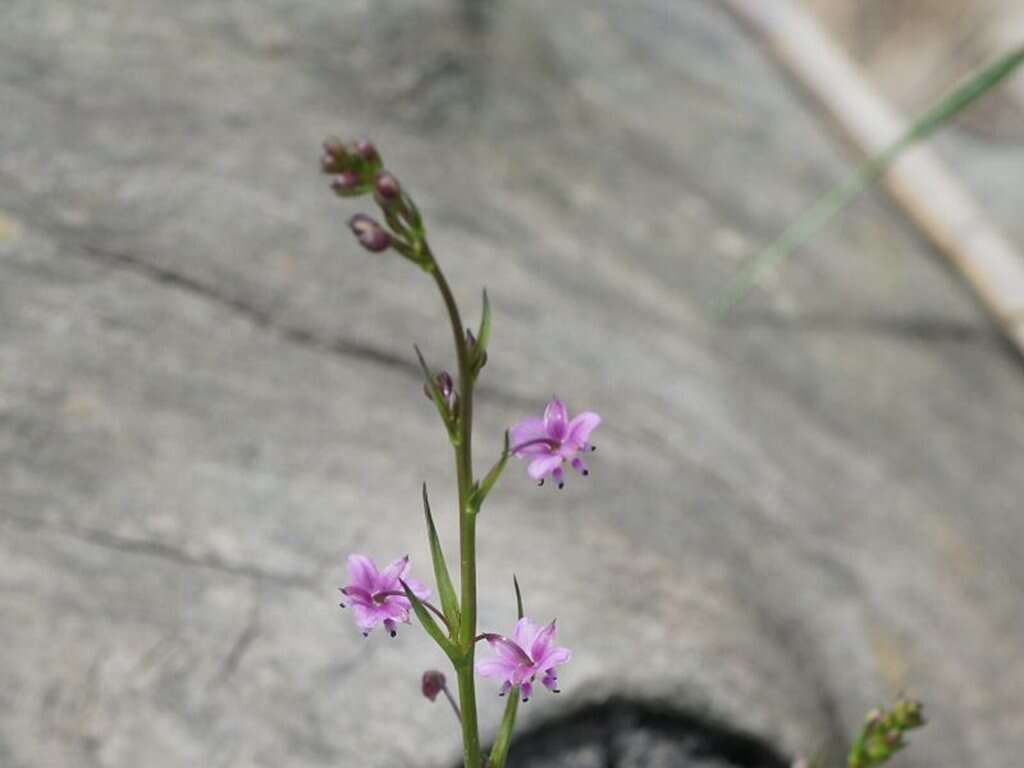 Image of Arthropodium minus R. Br.