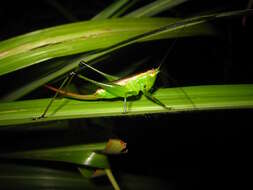 Слика од Conocephalus (Anisoptera) gigantius (Matsumura, S. & Shiraki 1908)