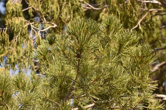 Image of <i>Pinus <i>cembroides</i></i> subsp. cembroides