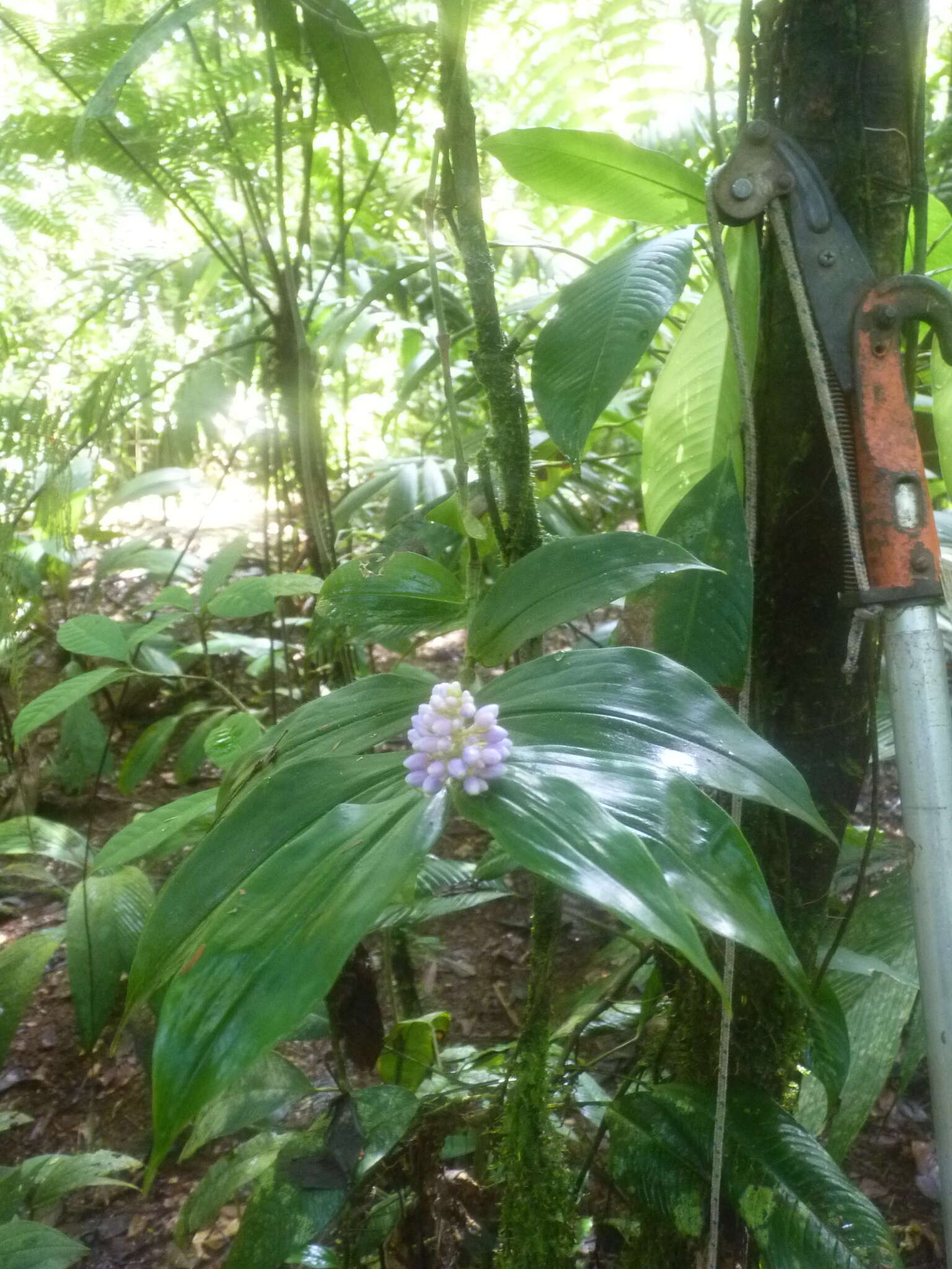 Image of Dichorisandra hexandra (Aubl.) C. B. Clarke