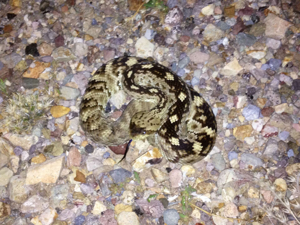 Imagem de Crotalus ornatus Hallowell 1854