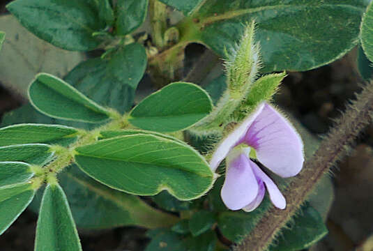 Image of Tephrosia pumila (Lam.) Pers.