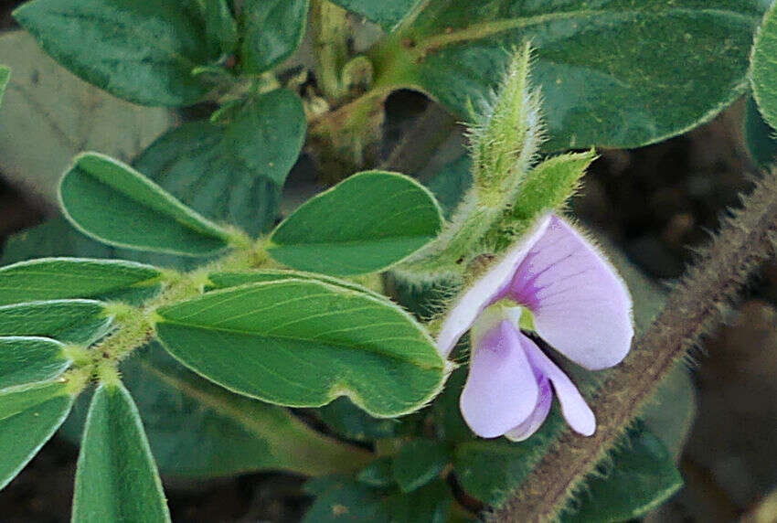 Image of Tephrosia pumila (Lam.) Pers.