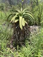 Image of Aloe alooides (Bolus) Druten