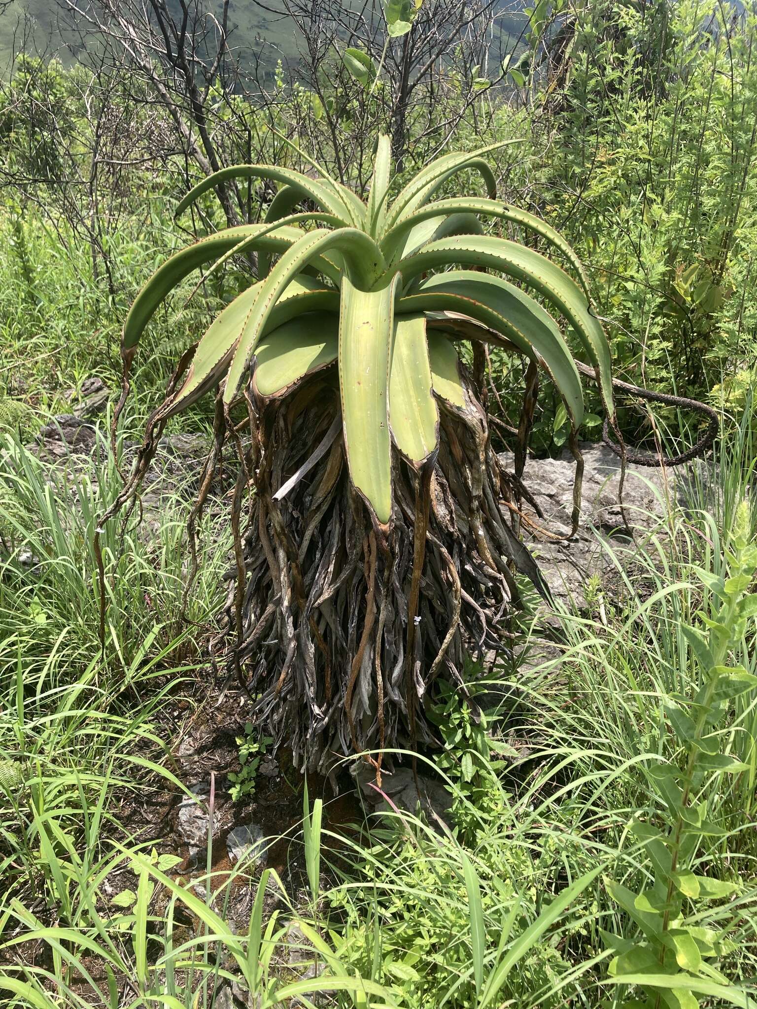 Aloe alooides (Bolus) Druten resmi