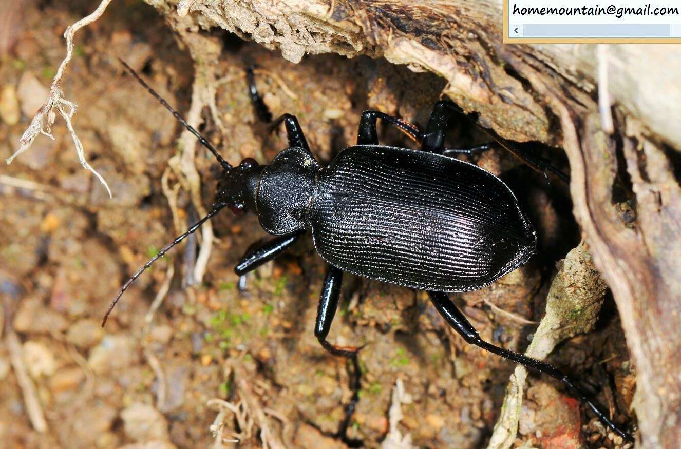 Image of <i>Calosoma maximowiczi</i>