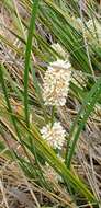 Sivun Lomandra leucocephala subsp. robusta A. T. Lee kuva